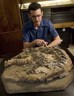 Dana Ehret of the University of Florida analyzes the fossil of Carcharodon hubbelli
